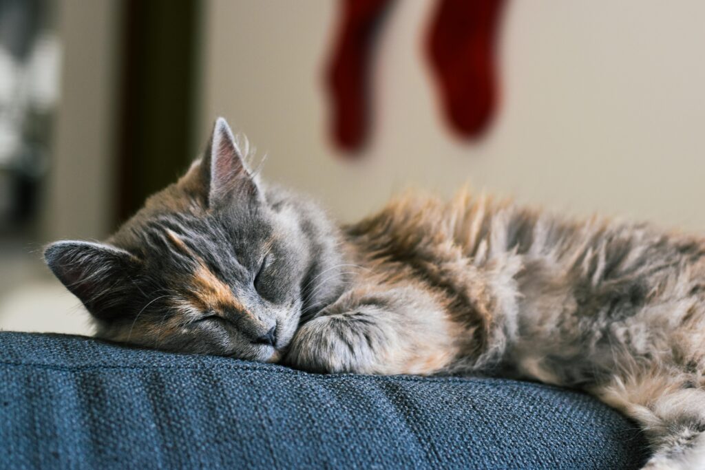 6 Mind-Blowing Ways Cats Have Changed History