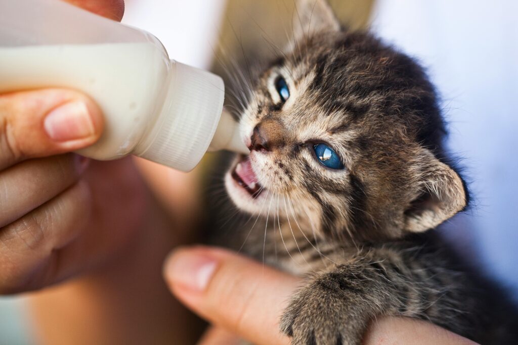 The Great Cat vs Baby Debate: Which One Wins? (Spoiler: It's Cats)