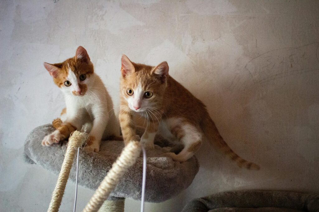 The Cat Mom's Survival Guide: 10 Tips for Living with Multiple Cats
