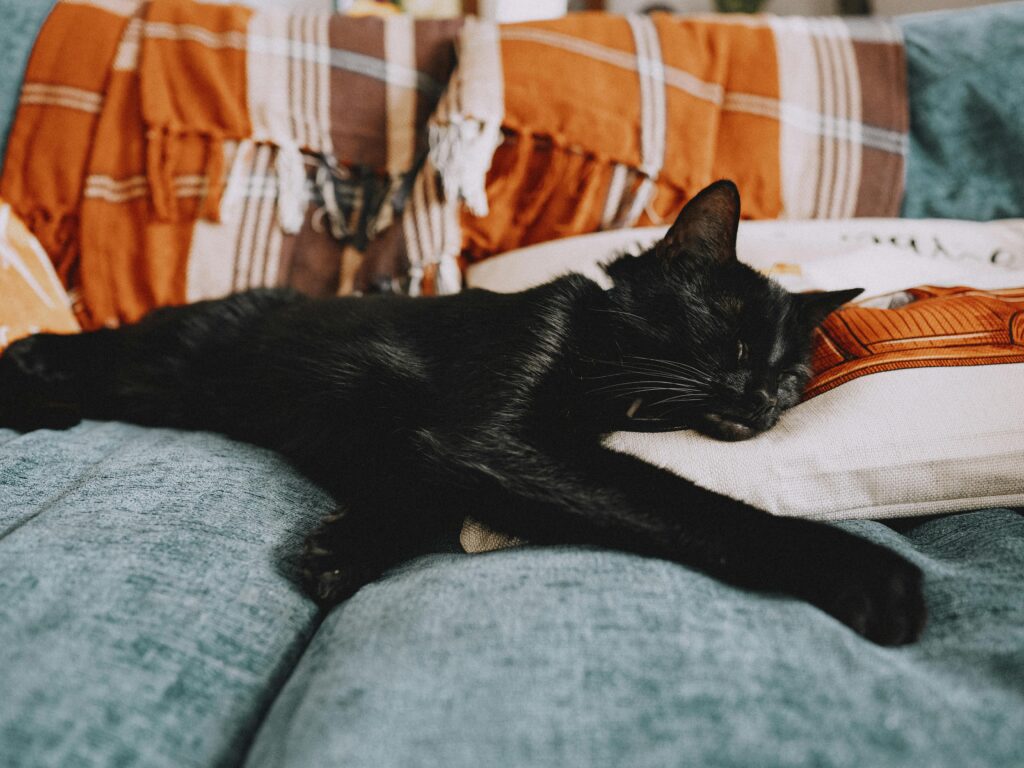 The Secret Society of Cat Moms: Are You Worthy to Join?