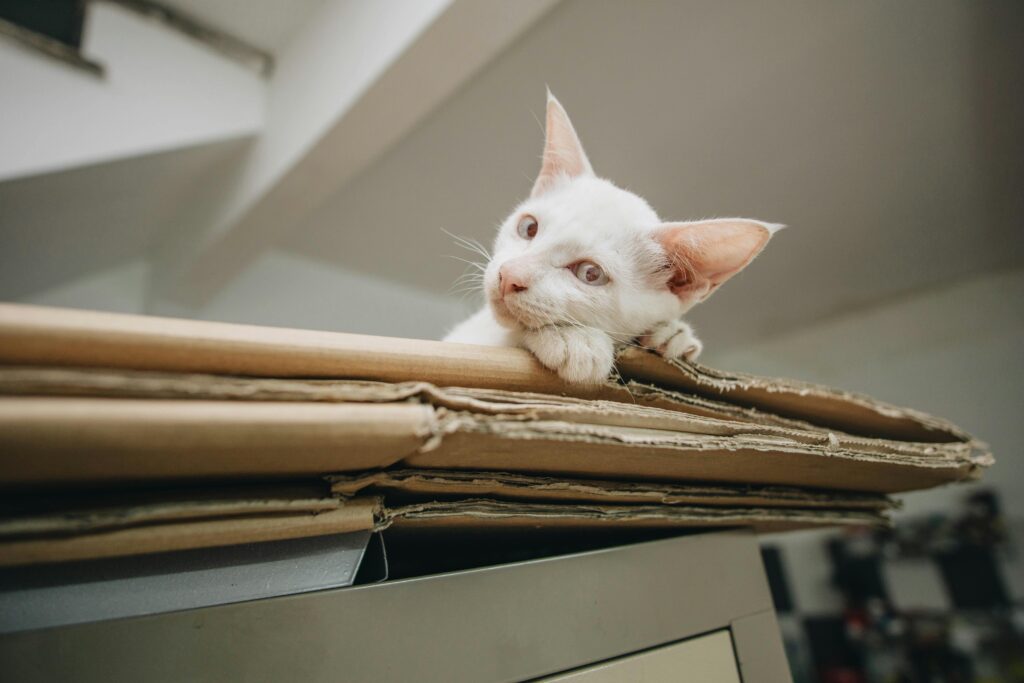 15 Cat Mom Hacks That'll Change Your Life