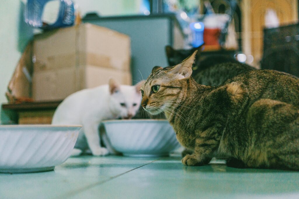 The Great Cat Food Taste Test: I Tried It So You Don't Have To