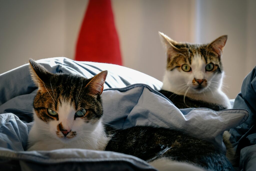 The Cat Mom Dilemma: How Many Cats Is Too Many? The Answer May Surprise You!
