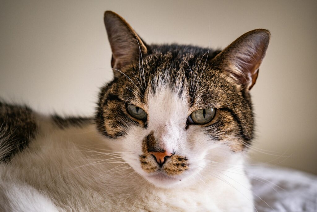 10 Cat-Inspired Fashion Trends That'll Make You the Talk of the Town