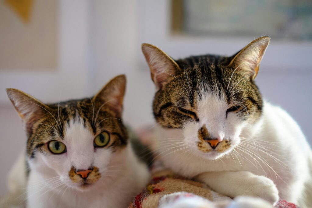 The Cat Mom's Guide to Dating: 7 Red Flags to Watch Out For