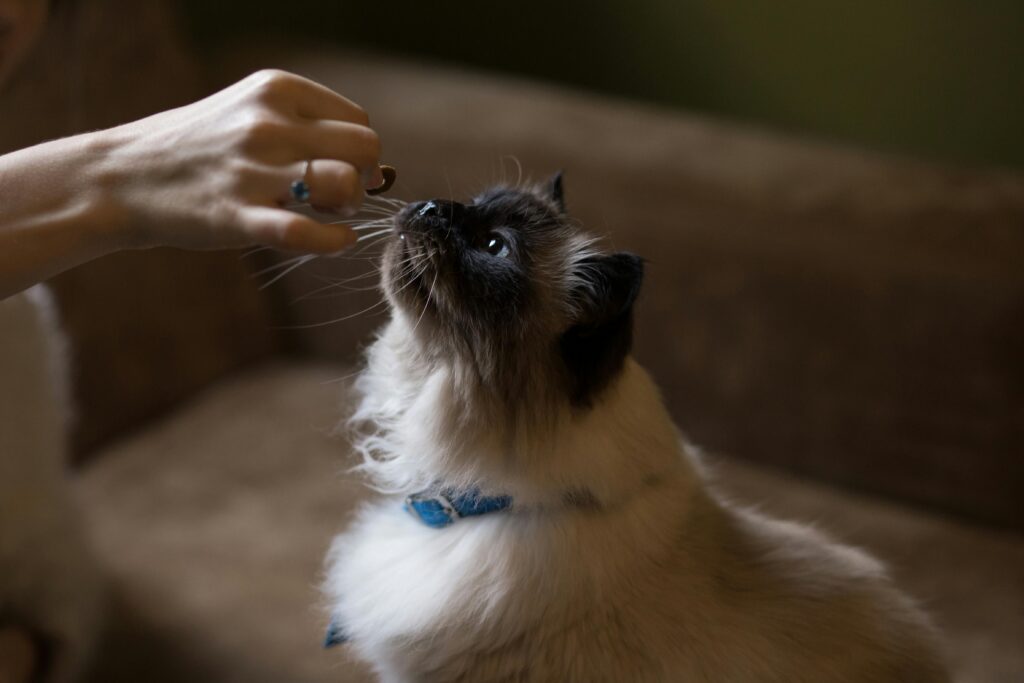 The Secret Society of Cat Moms: Are You Worthy to Join?
