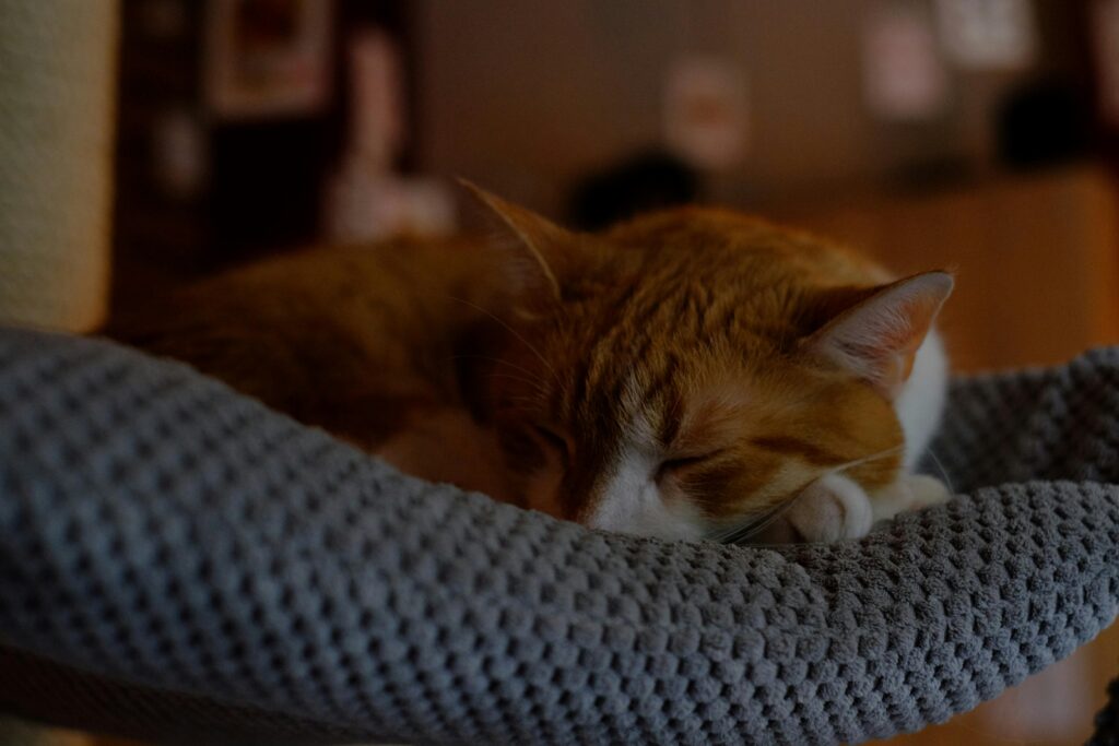 The Cat Mom's Guide to World Domination: How Felines Are Taking Over