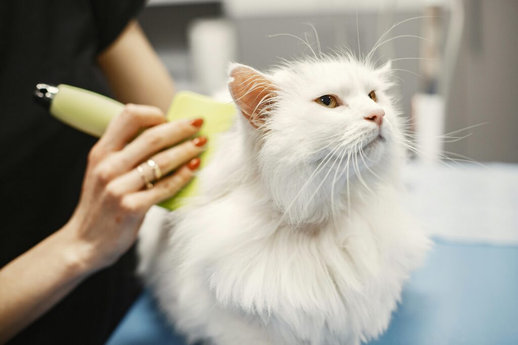 A person with red nail polish uses a yellow brush to groom a fluffy white cat, who looks relaxed and slightly upward, sitting on a table.