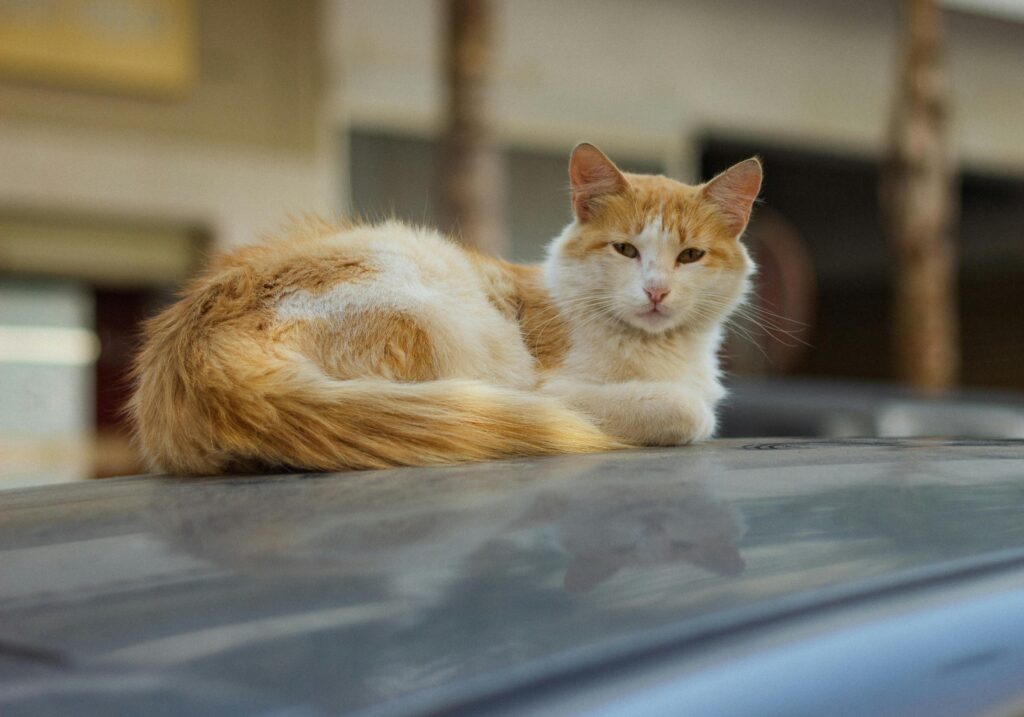 6 Mind-Blowing Ways Cats Have Changed History