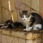 6 Mind-Blowing Ways Cats Have Changed History