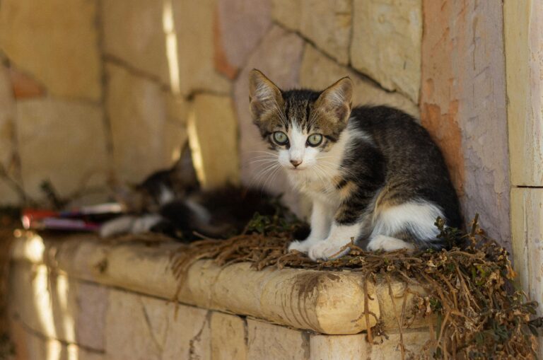 6 Mind-Blowing Ways Cats Have Changed History