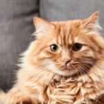 How to Throw the Purrfect Cat-Themed Party Without Losing Friends