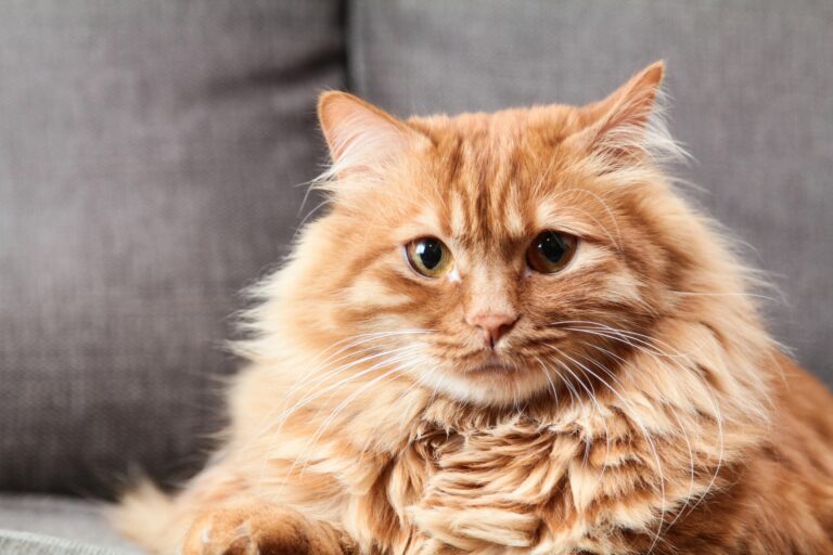 How to Throw the Purrfect Cat-Themed Party Without Losing Friends