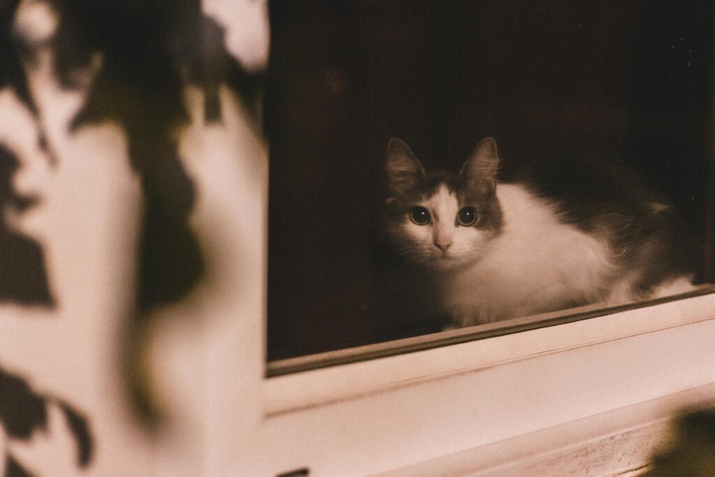 12 Things Only True Cat Moms Will Understand