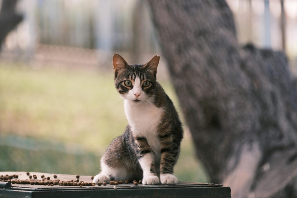 The Secret Language of Cats: What Your Cat Is Really Saying