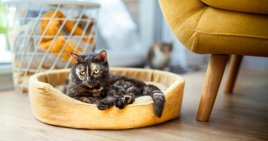 The Hidden Dangers of Being a Cat Mom