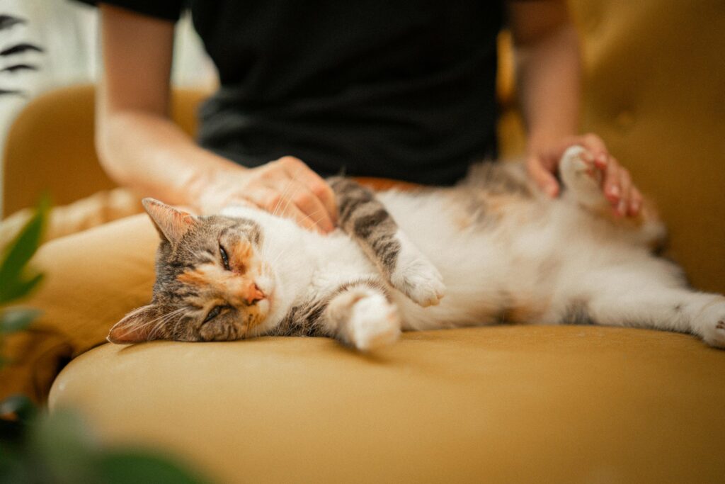 The Hidden Dangers of Being a Cat Mom