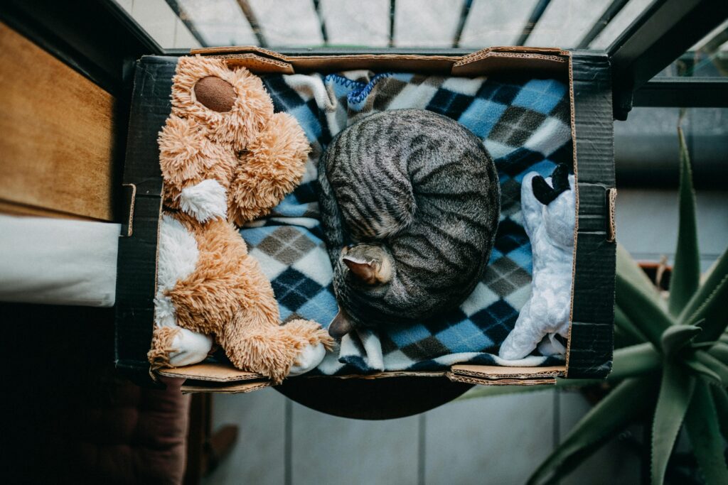 9 Reasons Why Being a Cat Mom Is Better Than Being a Millionaire