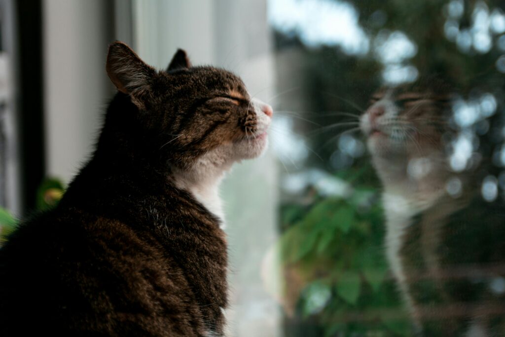 A tabby cat sits by a window with its eyes closed, appearing to enjoy the sunlight. The cat’s reflection is visible in the glass, with greenery and sky blurred in the background.