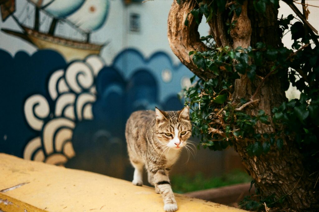 How to Throw the Purrfect Cat-Themed Party Without Losing Friends