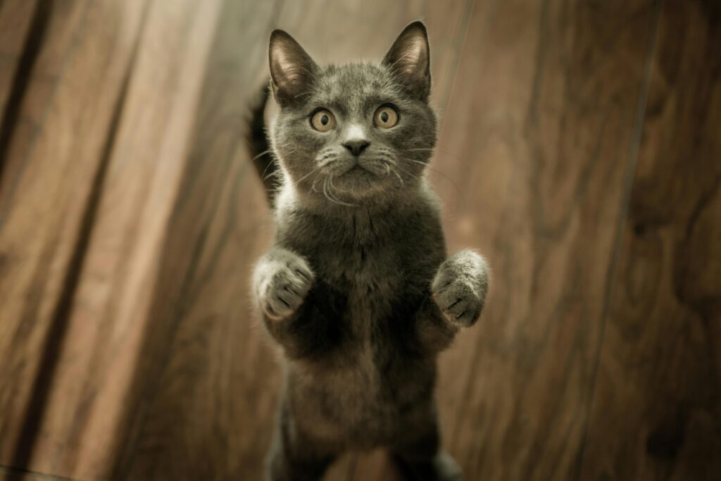 9 Reasons Why Being a Cat Mom Is Better Than Being a Millionaire