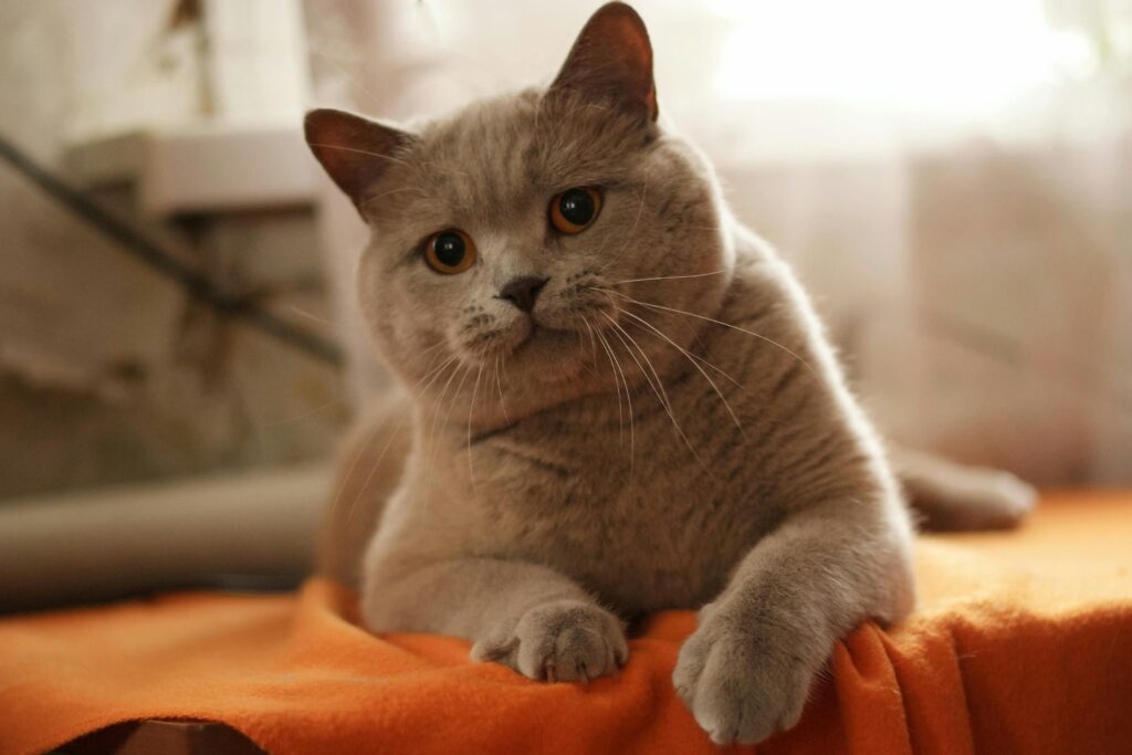12 Signs Your Cat Is Your Soulmate (Sorry, Humans!)