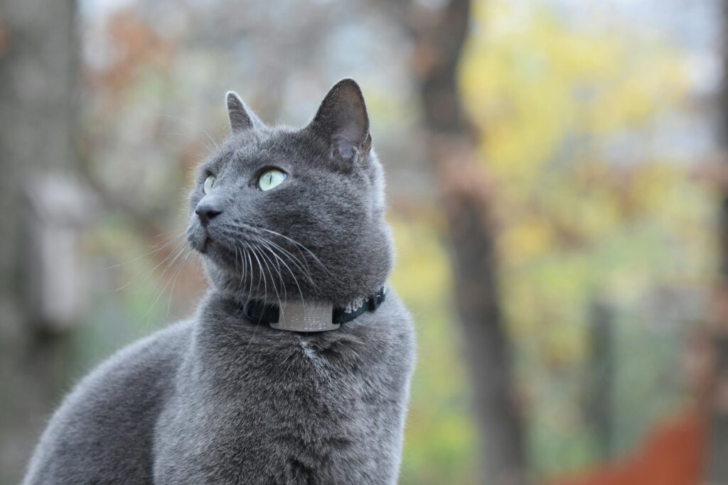 The Cat Mom's Guide to World Domination: How Felines Are Taking Over
