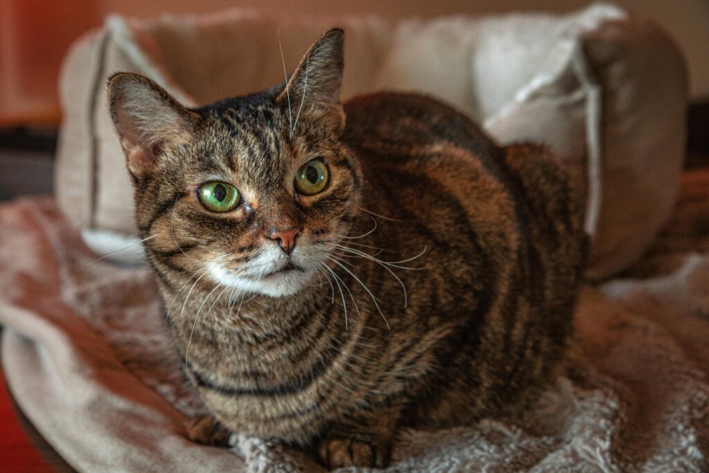 10 Cat-Inspired Fashion Trends That'll Make You the Talk of the Town