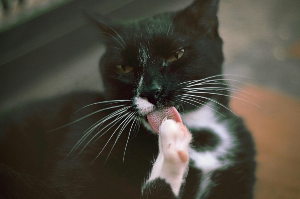 Why Your Cat Thinks You're an Idiot: 5 Brutal Truths