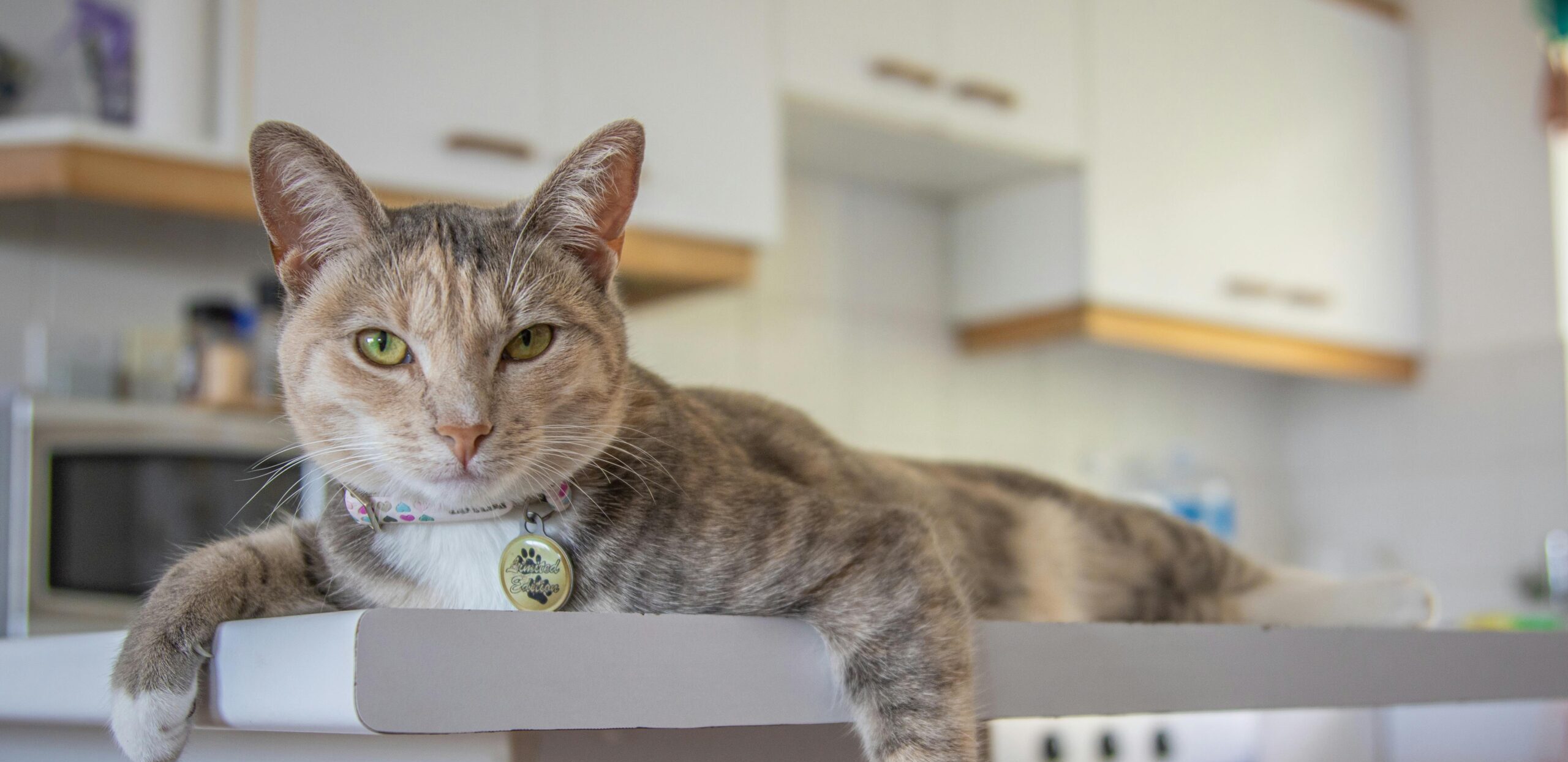 10 Shocking Truths About Cat Behavior That'll Blow Your Mind