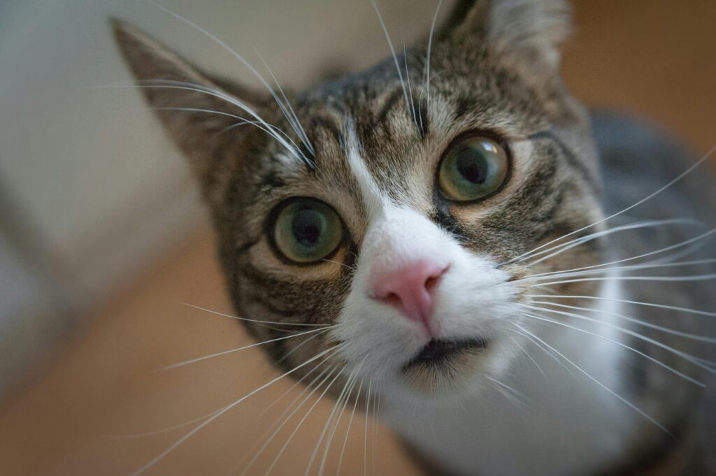 The Secret Society of Cat Moms: Are You Worthy to Join?
