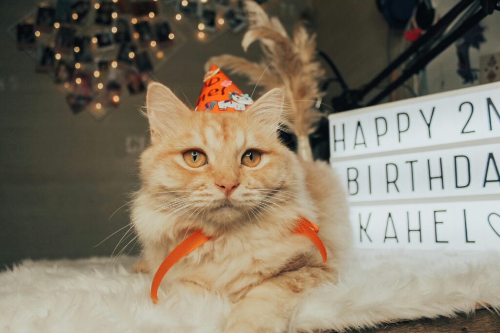 8 Outrageous Things Cat Moms Do That Normal People Just Don't Get