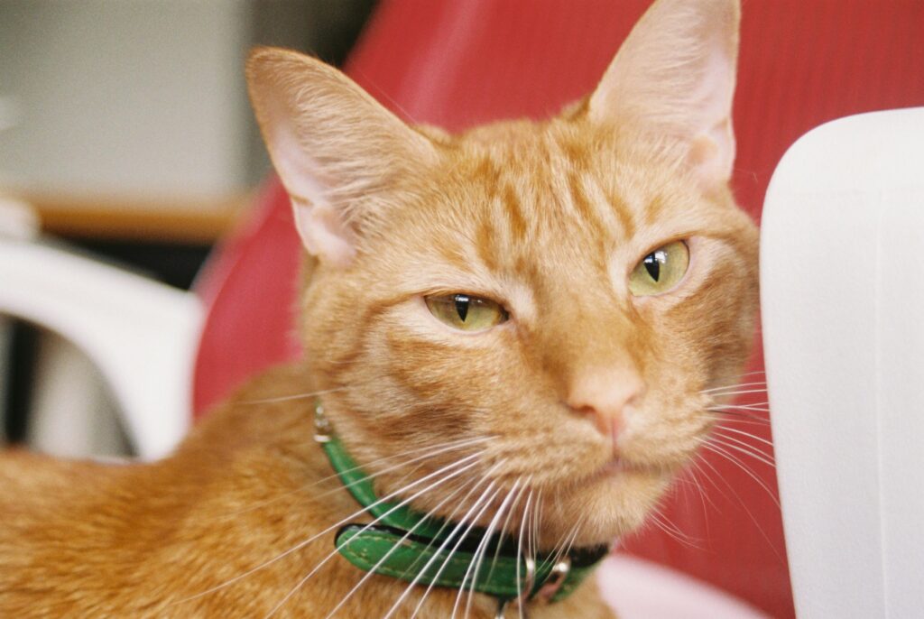 Why Your Cat Thinks You're an Idiot: 5 Brutal Truths