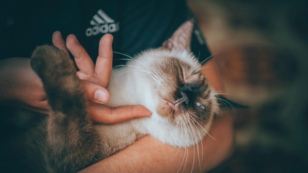 The Secret Power of Purrs: How Your Cat Is Actually Healing You