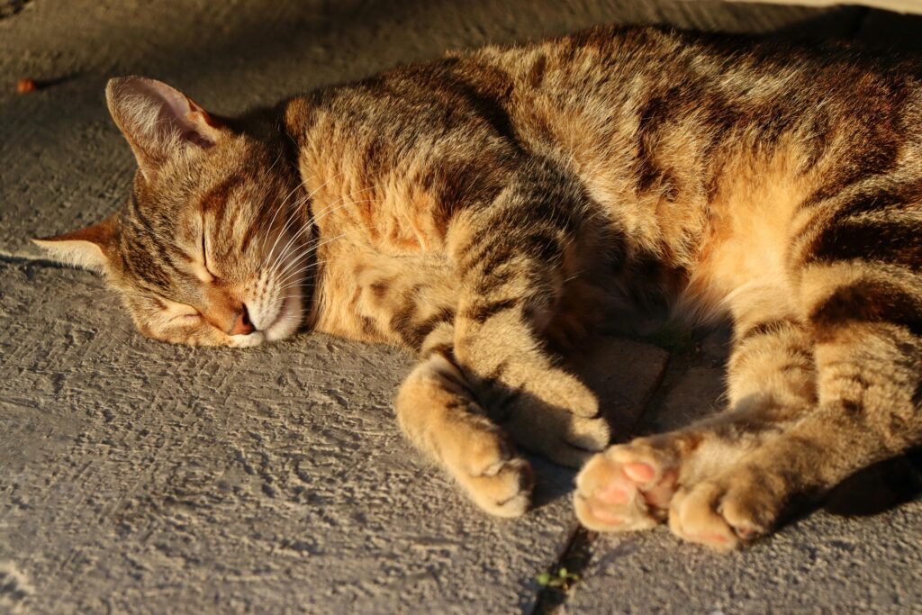 The Cat Mom's Survival Guide: 10 Tips for Living with Multiple Cats
