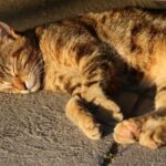 The Ultimate Showdown: Cat Moms vs Dog Moms