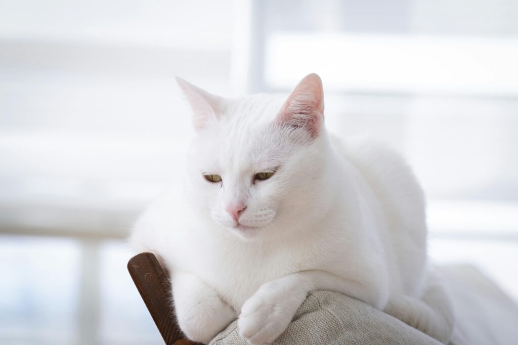 11 Things Your Cat Does That Prove They're Smarter Than Your Ex
