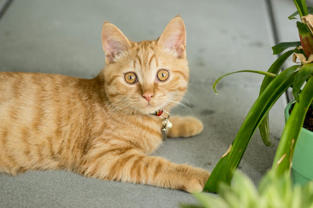Why Your Cat Thinks You're an Idiot: 5 Brutal Truths