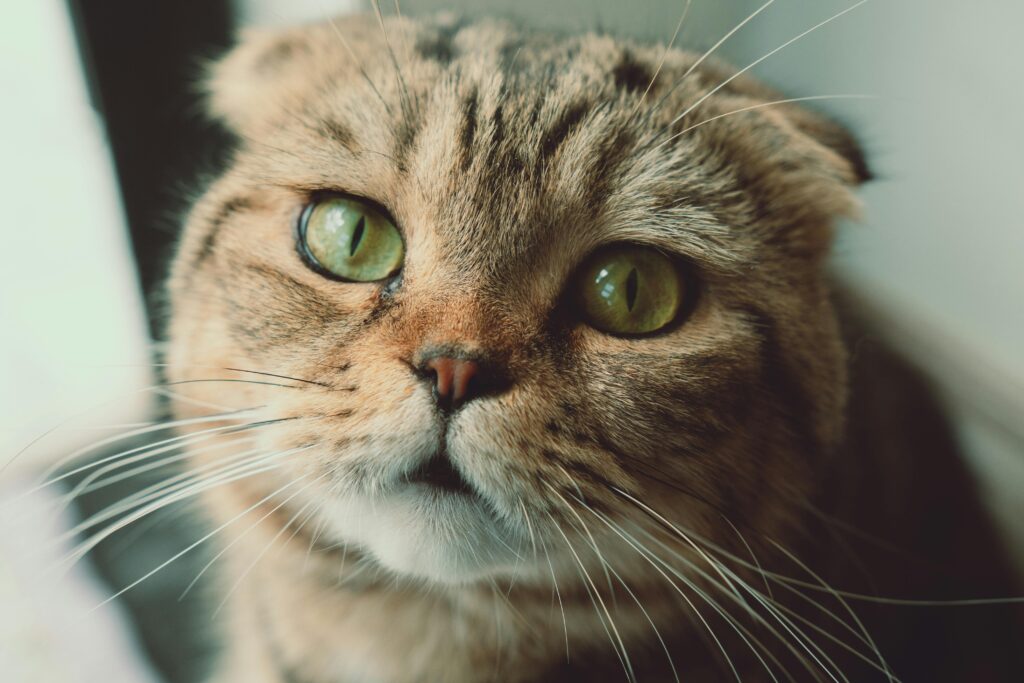 The Secret Language of Cats: What Your Cat Is Really Saying