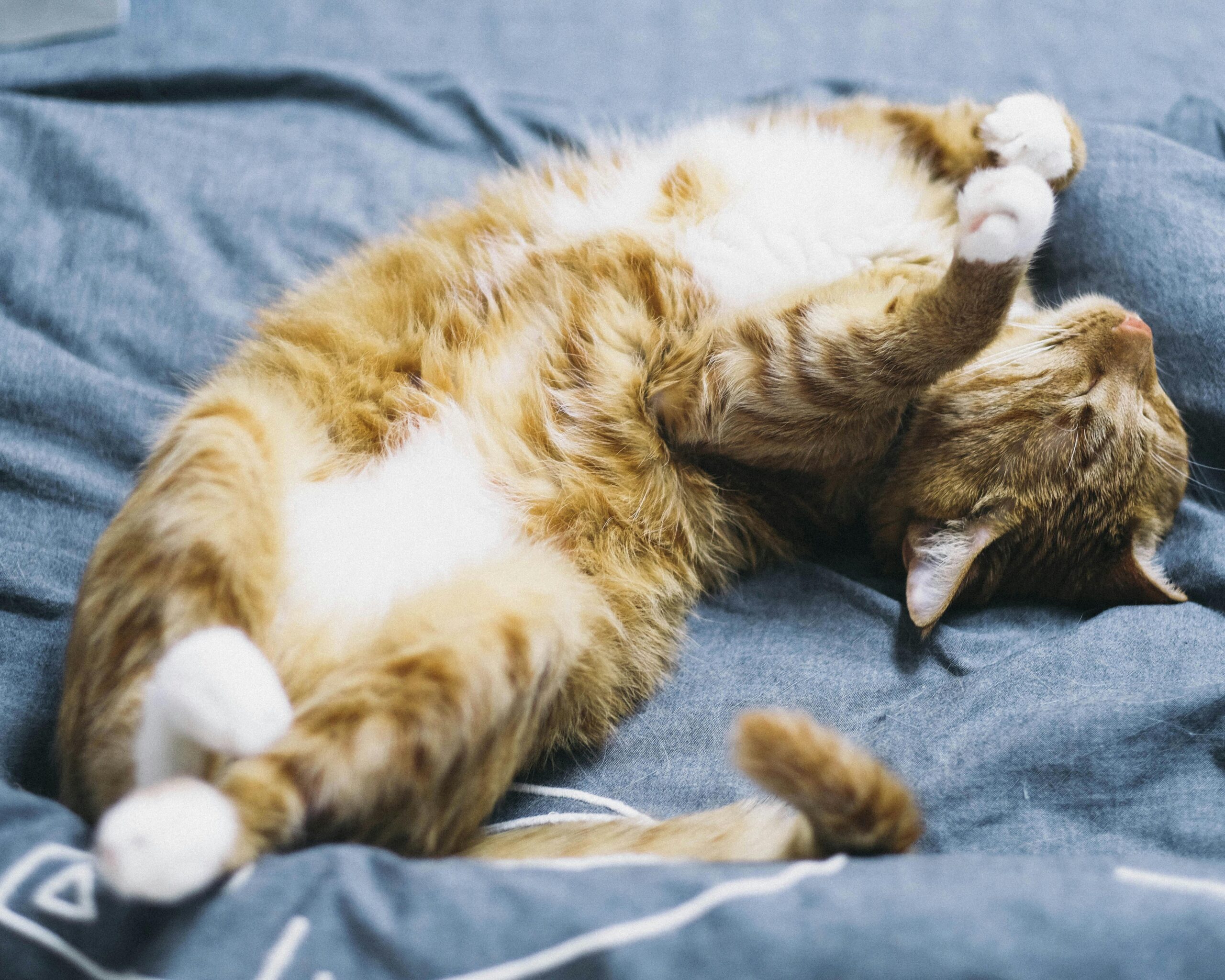 Why Cats Make Better Roommates Than Humans: 11 Purr-suasive Arguments
