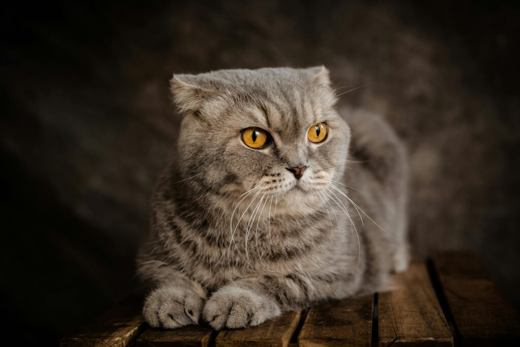 The Cat Mom's Guide to Home Decor: Embracing Fur as a Design Element