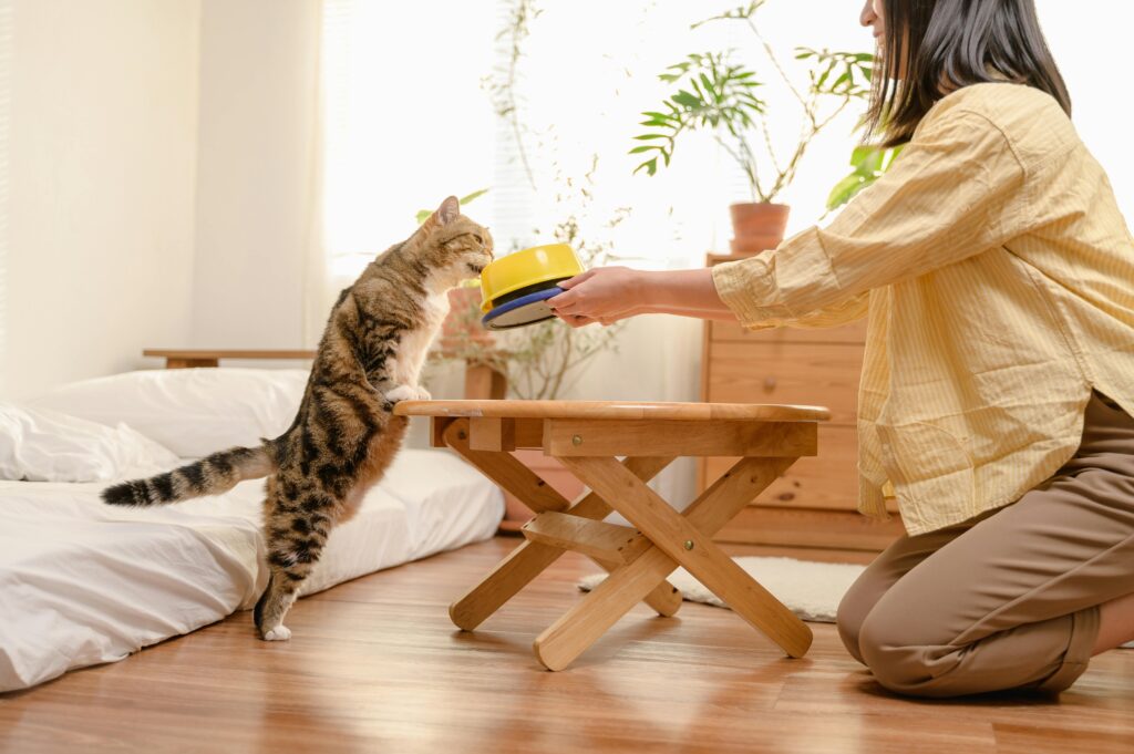 The Dark Side of Cat Ownership: 7 Truths No One Tells You