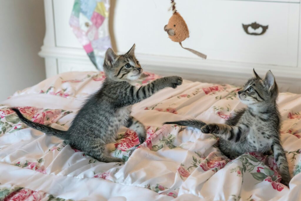 8 Crazy Cat Mom Habits That Are Actually Signs of Genius