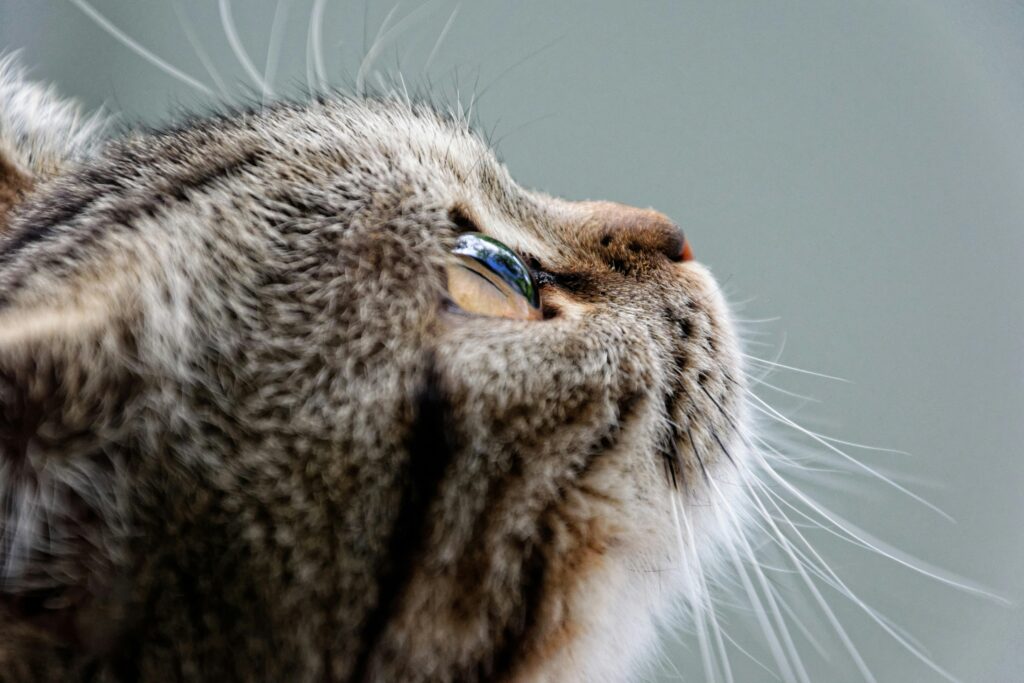 The Secret Language of Cats: What Your Cat Is Really Saying