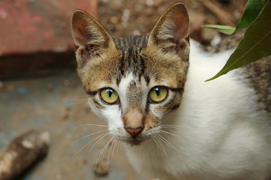 Why Your Cat Thinks You're an Idiot: 5 Brutal Truths