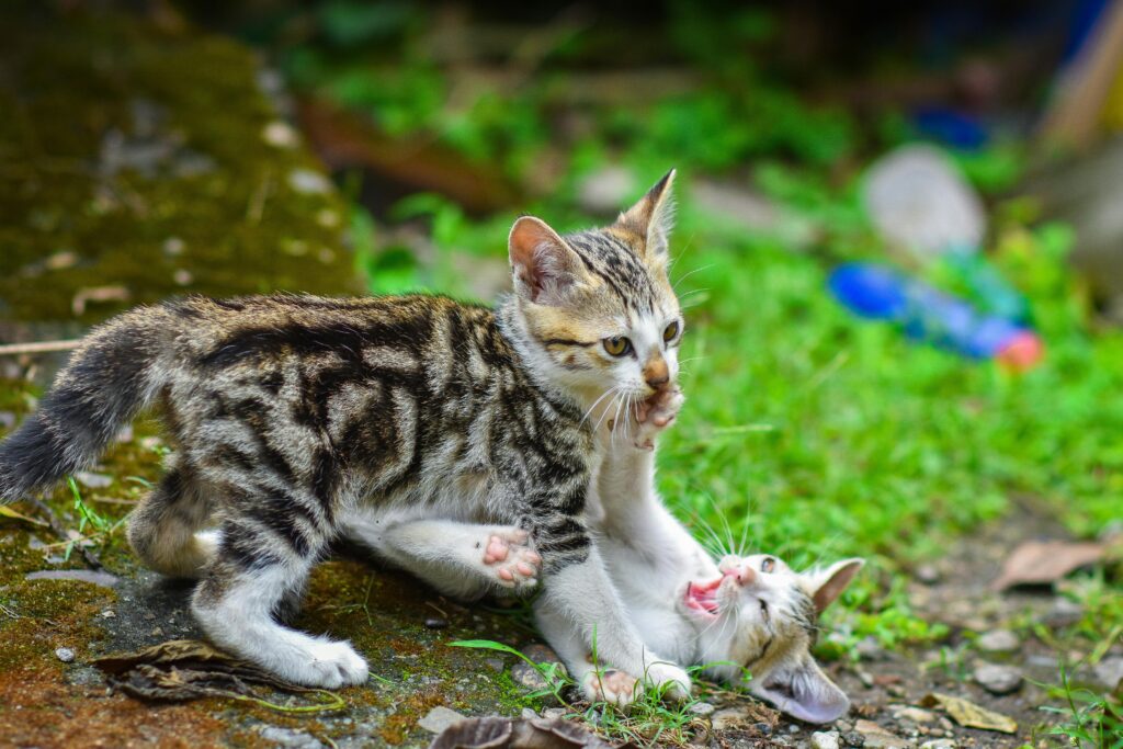 The Cat Mom's Survival Guide: 10 Tips for Living with Multiple Cats