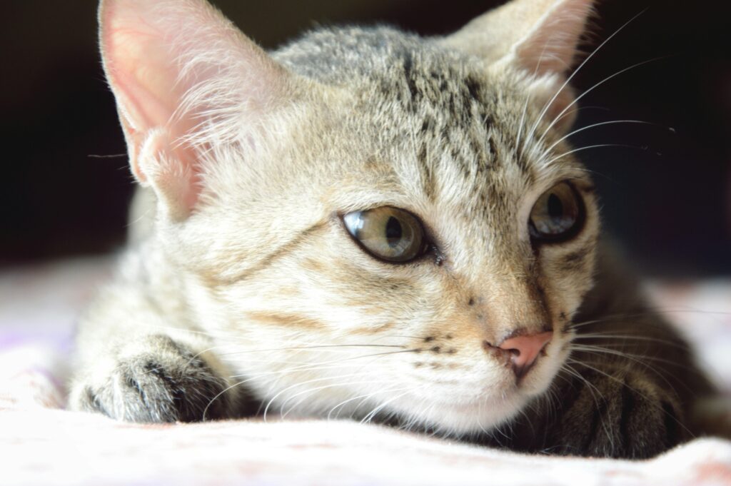 The Cat Mom Dilemma: How Many Cats Is Too Many? The Answer May Surprise You!