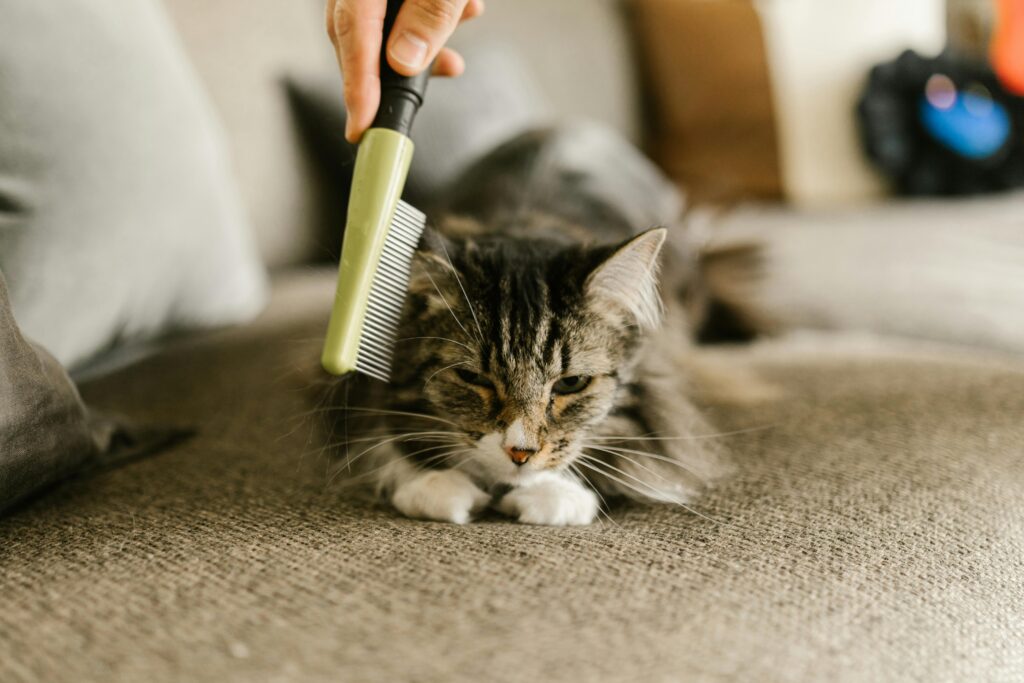 12 Things Only True Cat Moms Will Understand