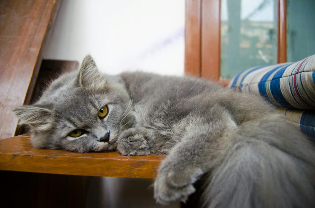 12 Things Your Cat Does That Prove They're Your Evil Overlord