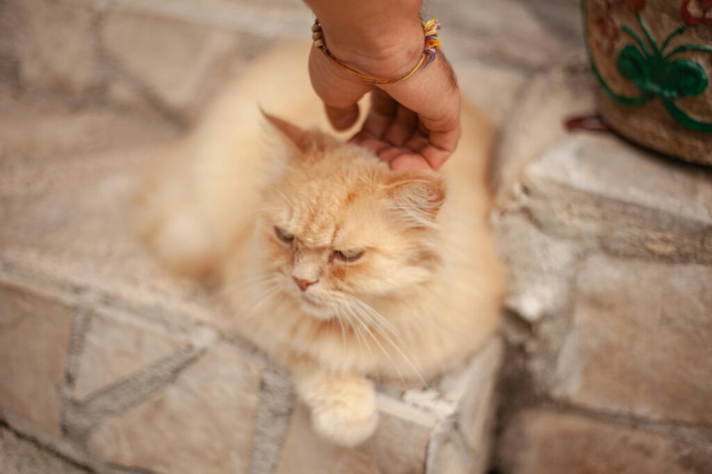 The Cat Mom's Guide to Dating: 7 Red Flags to Watch Out For